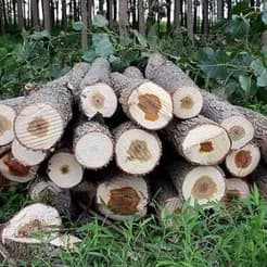 عرضه و تقاضای چوب صنوبر معدن و تخته‌های چوب نراد
